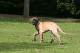 DOGUE ALLEMAND 827